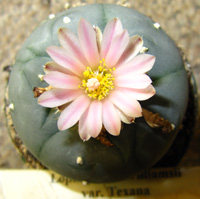 L.Williamsii var. texana 4 to 5cm